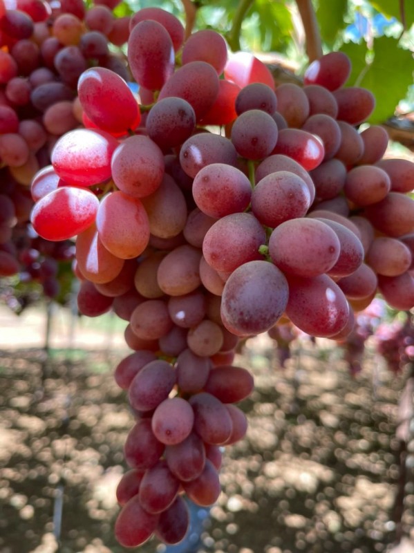 Uva rossa from Libano